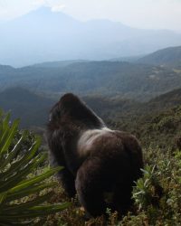 Câu Chuyện Khỉ Đột: Qua Lời Kể Của David Attenborough