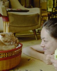 Dịch vụ cho thuê mèo